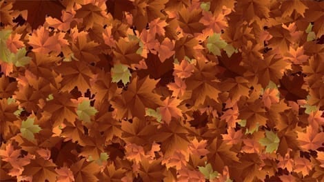 Autumn Breeze